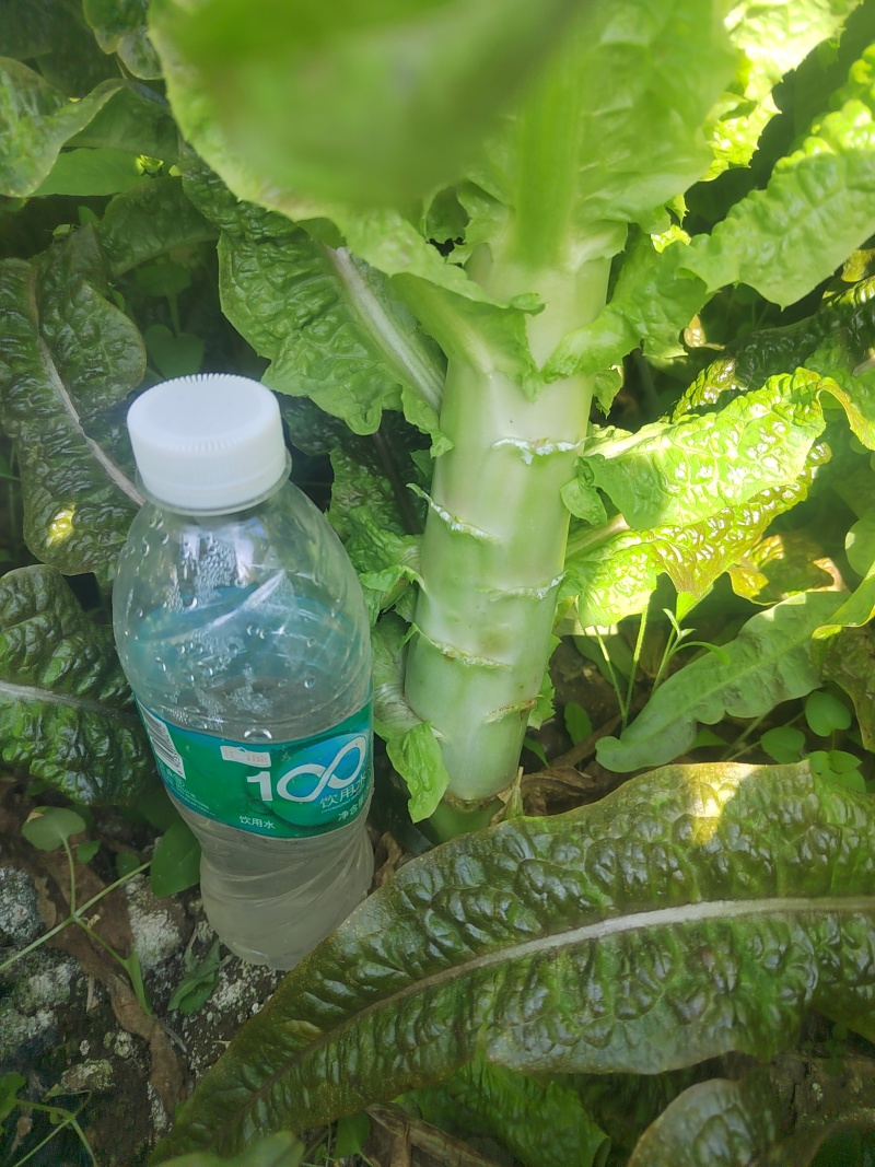 精品莴苣