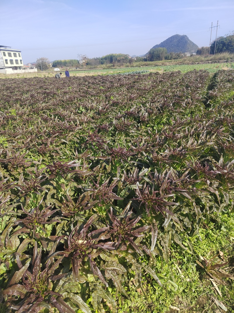 精品莴苣