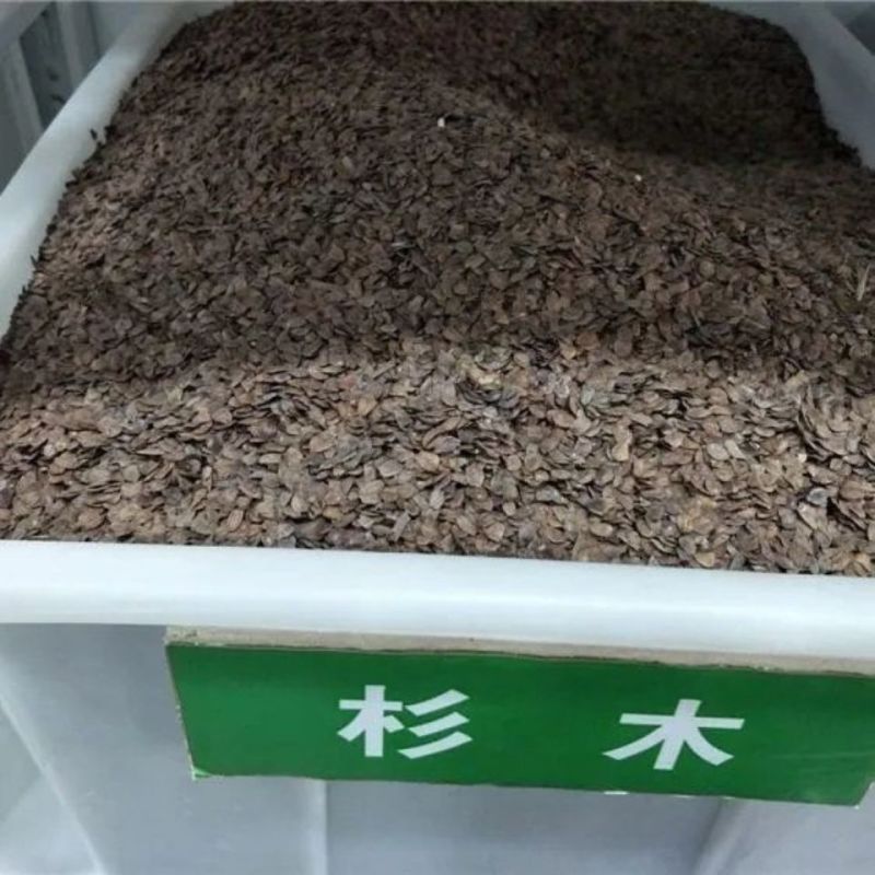 速生杉木种子出售新采林木树种杉木种子杉树刺杉香杉四季可播