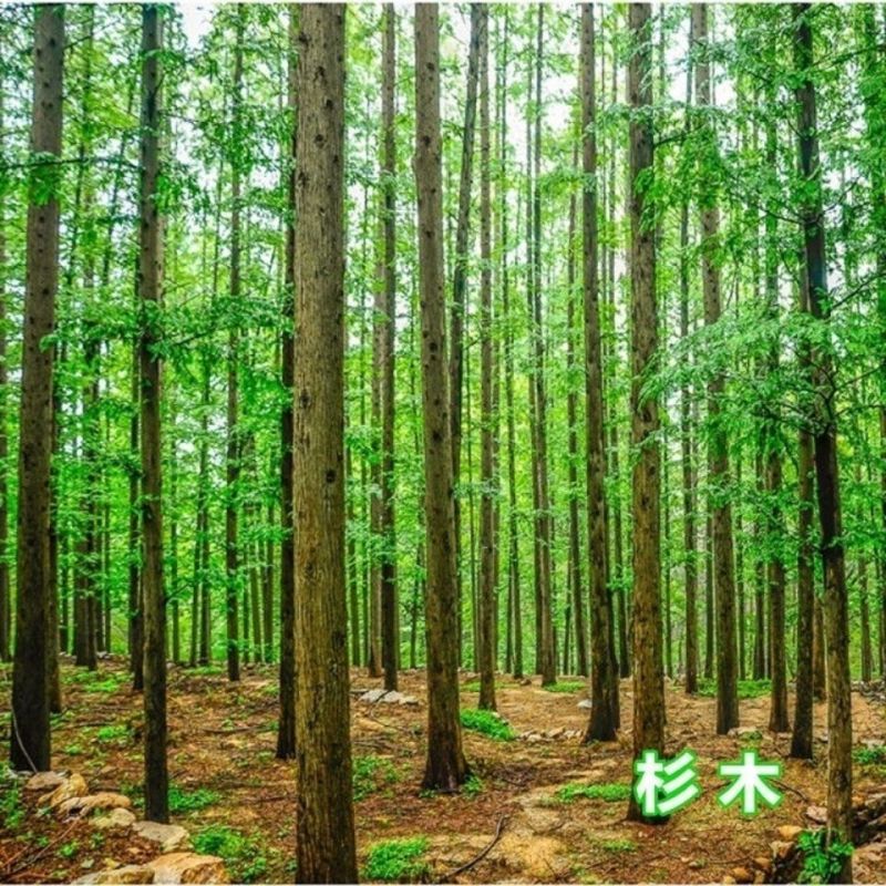 速生杉木种子出售新采林木树种杉木种子杉树刺杉香杉四季可播