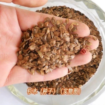 速生杉木种子出售新采林木树种杉木种子杉树刺杉香杉四季可播