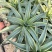 翡翠盘鹦鹉嘴龙舌兰植物盆栽苗四季常绿沙漠景观植物室内防辐