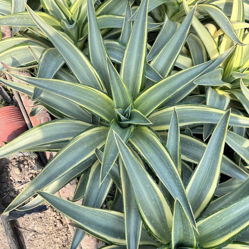 翡翠盘鹦鹉嘴龙舌兰植物盆栽苗四季常绿沙漠景观植物室内防辐