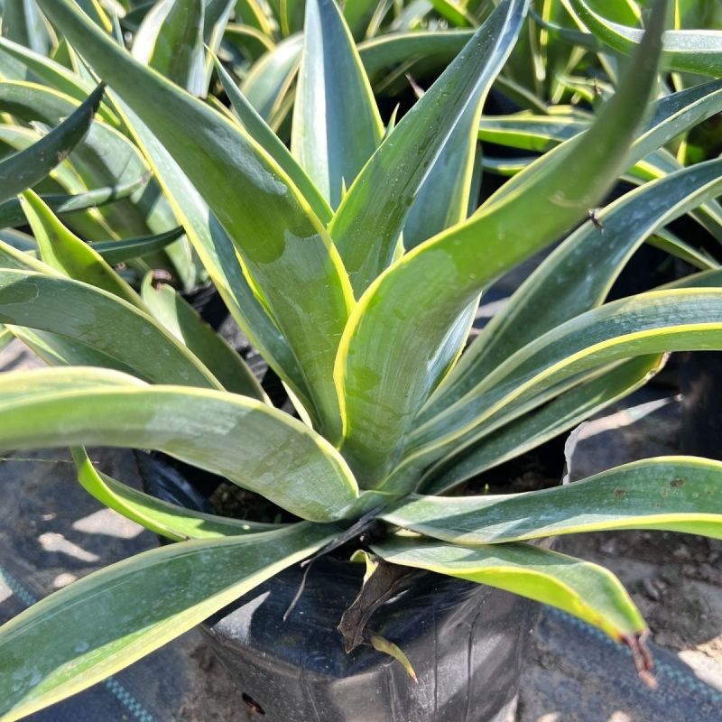 翡翠盘鹦鹉嘴龙舌兰植物盆栽苗四季常绿沙漠景观植物室内防辐