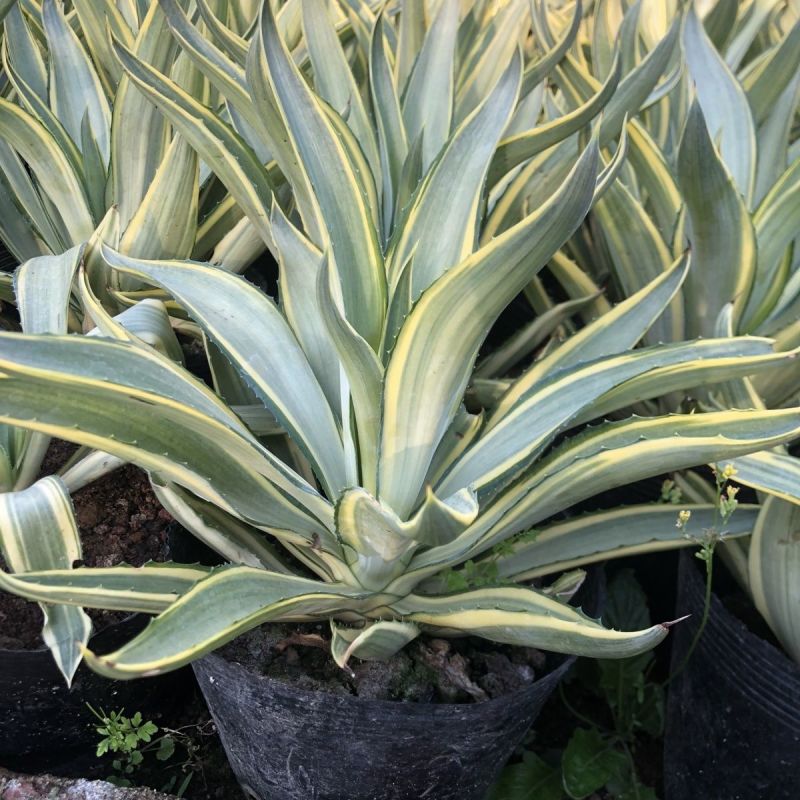 翡翠盘鹦鹉嘴龙舌兰植物盆栽苗四季常绿沙漠景观植物室内防辐