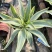翡翠盘鹦鹉嘴龙舌兰植物盆栽苗四季常绿沙漠景观植物室内防辐