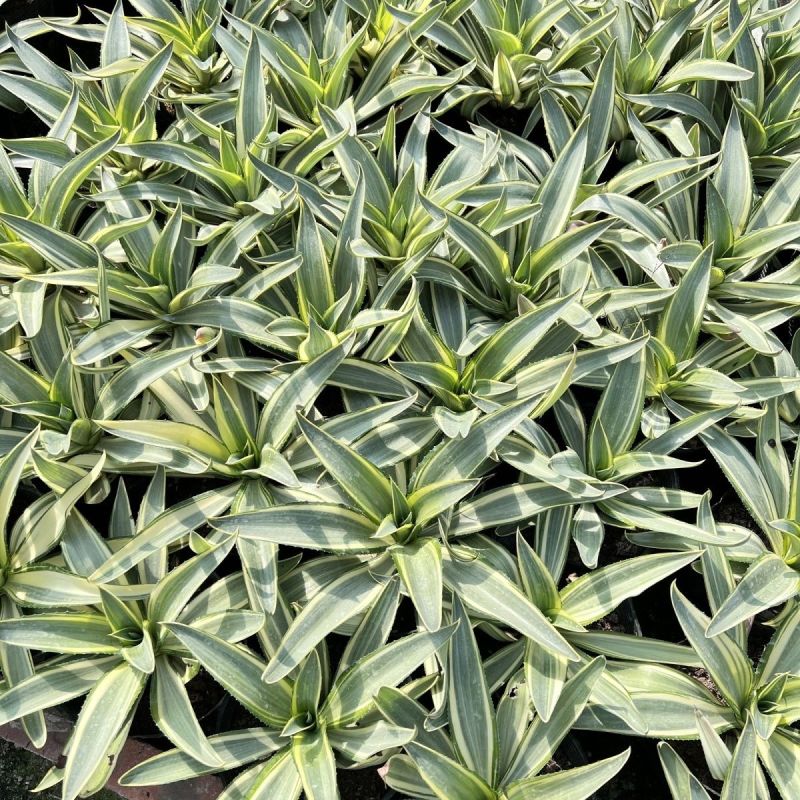翡翠盘鹦鹉嘴龙舌兰植物盆栽苗四季常绿沙漠景观植物室内防辐