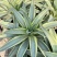 翡翠盘鹦鹉嘴龙舌兰植物盆栽苗四季常绿沙漠景观植物室内防辐