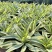 翡翠盘鹦鹉嘴龙舌兰植物盆栽苗四季常绿沙漠景观植物室内防辐