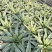 翡翠盘鹦鹉嘴龙舌兰植物盆栽苗四季常绿沙漠景观植物室内防辐