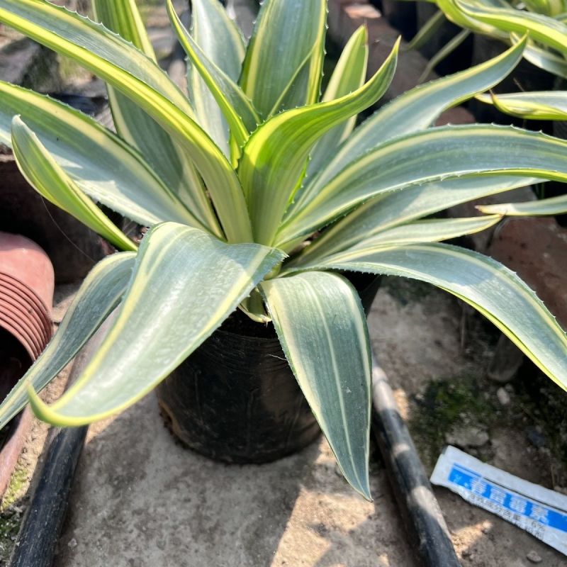 翡翠盘鹦鹉嘴龙舌兰植物盆栽苗四季常绿沙漠景观植物室内防辐
