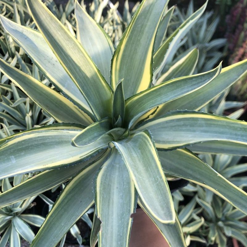 翡翠盘鹦鹉嘴龙舌兰植物盆栽苗四季常绿沙漠景观植物室内防辐