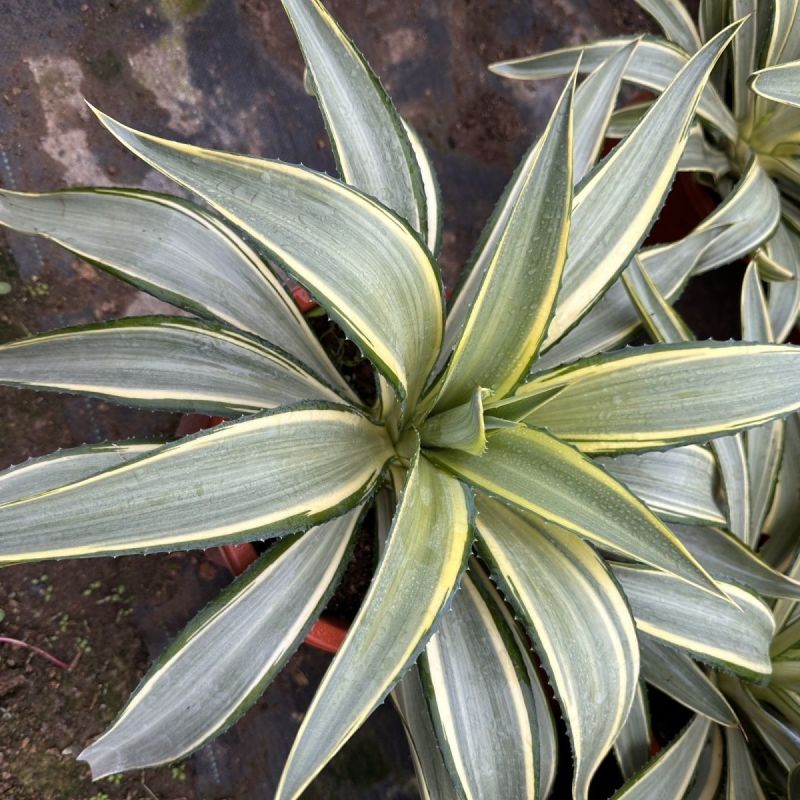翡翠盘鹦鹉嘴龙舌兰植物盆栽苗四季常绿沙漠景观植物室内防辐