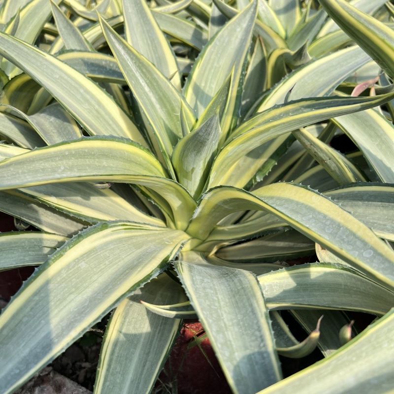 翡翠盘鹦鹉嘴龙舌兰植物盆栽苗四季常绿沙漠景观植物室内防辐