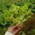 精品儿菜，广安岳池县150亩种植园，交通方便，欢迎致电