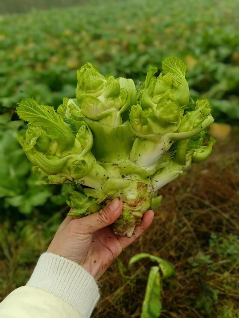 精品儿菜，广安岳池县150亩种植园，交通方便，欢迎致电