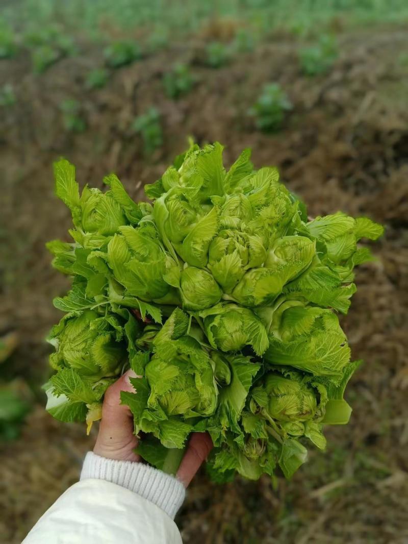 精品儿菜，广安岳池县150亩种植园，交通方便，欢迎致电