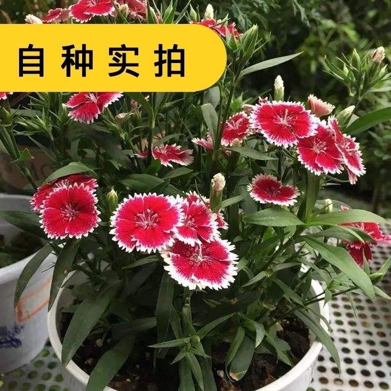 新产瞿麦种子