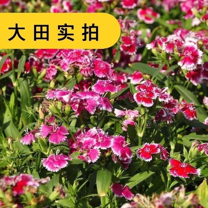 新产瞿麦种子
