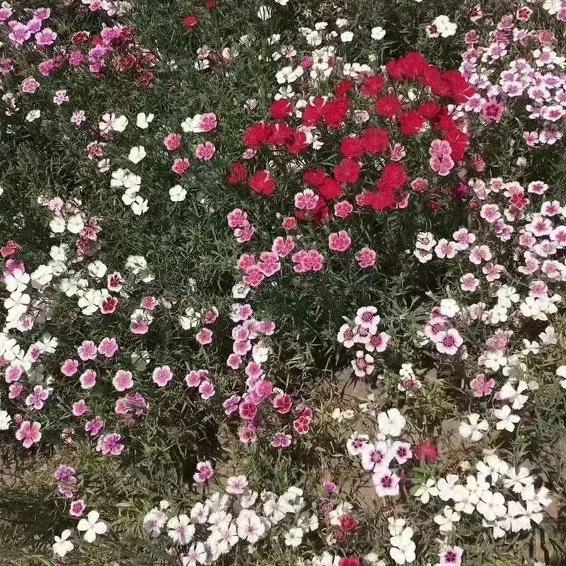 新产瞿麦种子