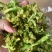 优质脱水花菜干，20斤一件