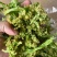优质脱水花菜干，20斤一件