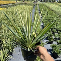 金心丝兰盆栽花境植物庭院花箱地栽耐热耐寒四季养护简单