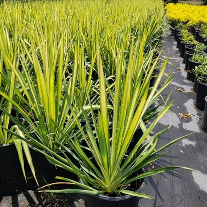 金心丝兰盆栽花境植物庭院花箱地栽耐热耐寒四季养护简单