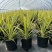 金心丝兰盆栽花境植物庭院花箱地栽耐热耐寒四季养护简单
