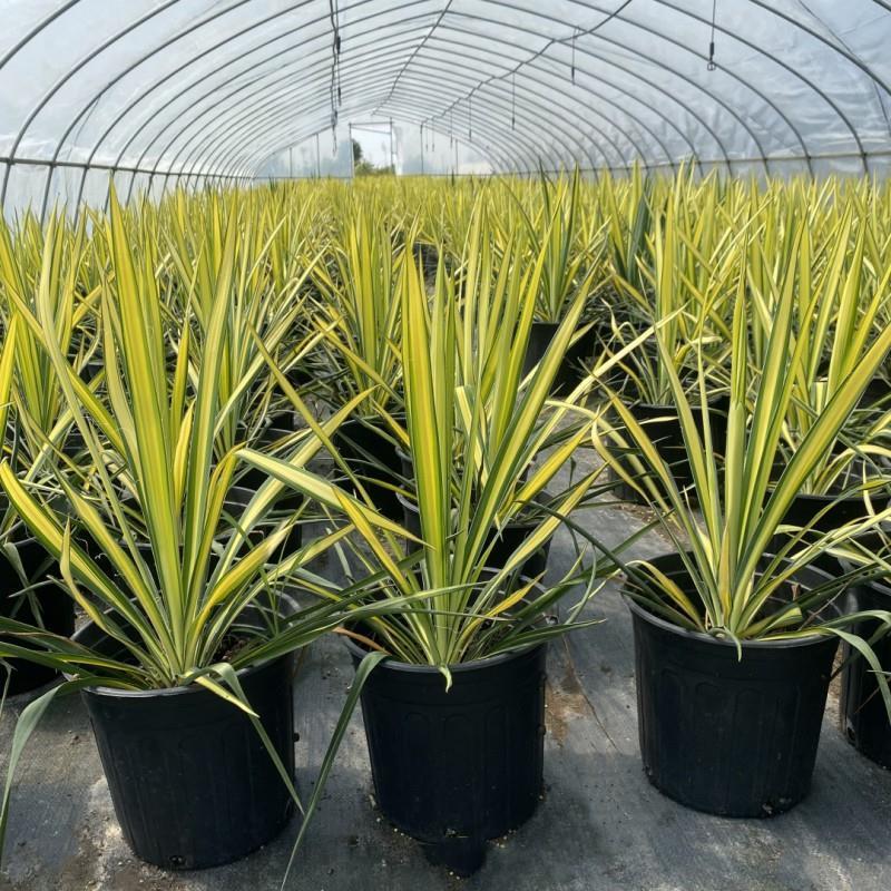 金心丝兰盆栽花境植物庭院花箱地栽耐热耐寒四季养护简单