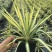 金心丝兰盆栽花境植物庭院花箱地栽耐热耐寒四季养护简单