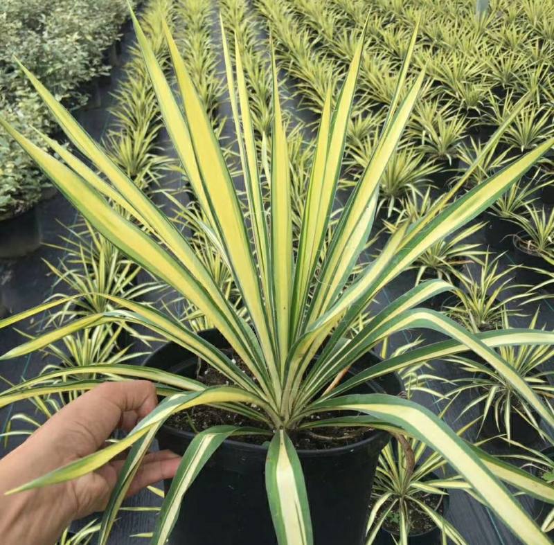 金心丝兰盆栽花境植物庭院花箱地栽耐热耐寒四季养护简单