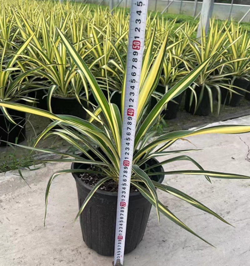 金心丝兰盆栽花境植物庭院花箱地栽耐热耐寒四季养护简单