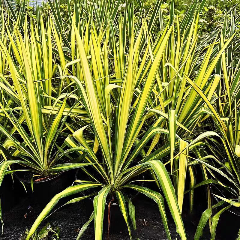 金心丝兰盆栽花境植物庭院花箱地栽耐热耐寒四季养护简单