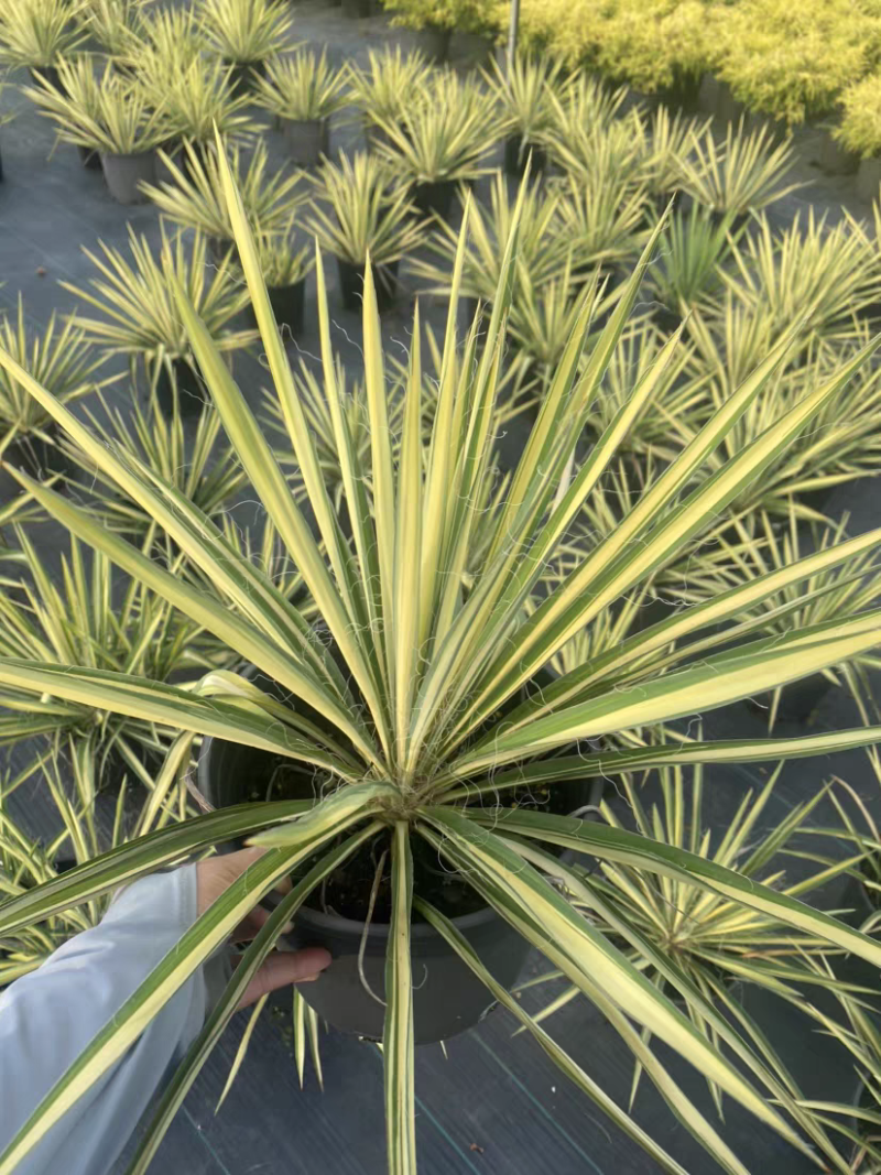 金心丝兰盆栽花境植物庭院花箱地栽耐热耐寒四季养护简单