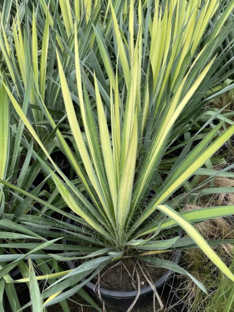 金心丝兰盆栽花境植物庭院花箱地栽耐热耐寒四季养护简单