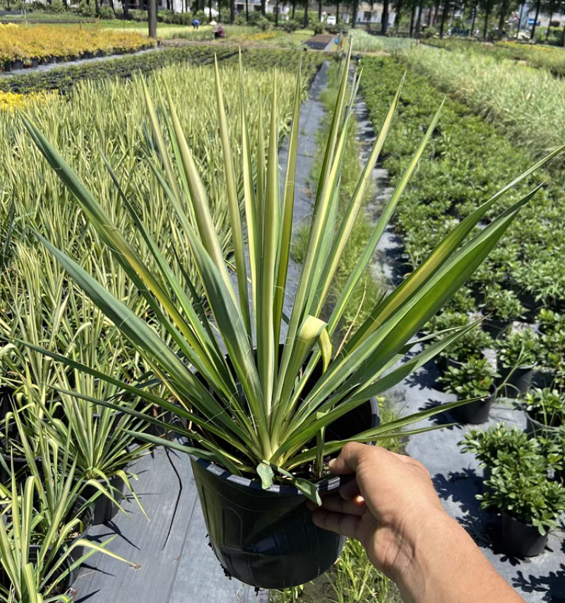 金心丝兰盆栽花境植物庭院花箱地栽耐热耐寒四季养护简单