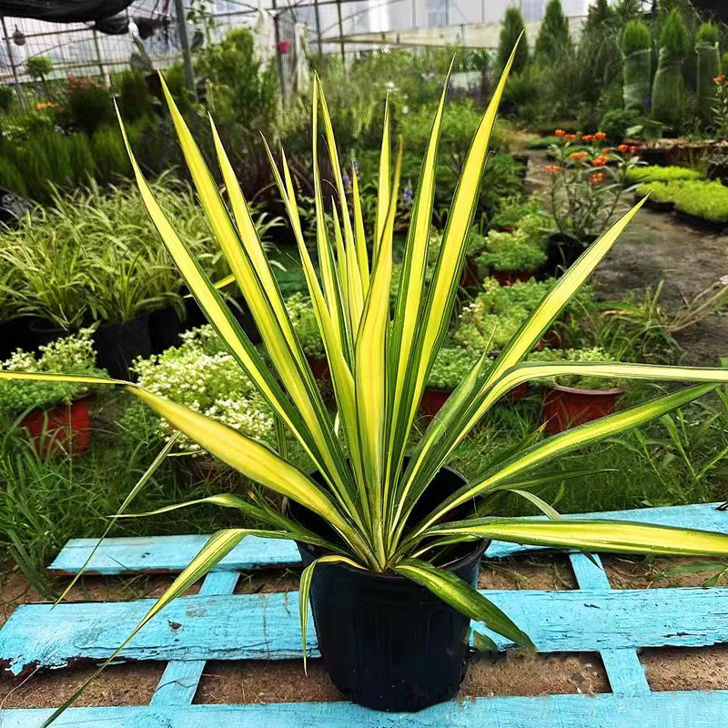 金心丝兰盆栽花境植物庭院花箱地栽耐热耐寒四季养护简单