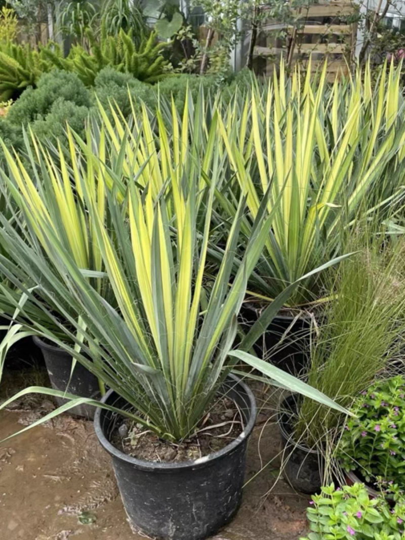 金心丝兰盆栽花境植物庭院花箱地栽耐热耐寒四季养护简单