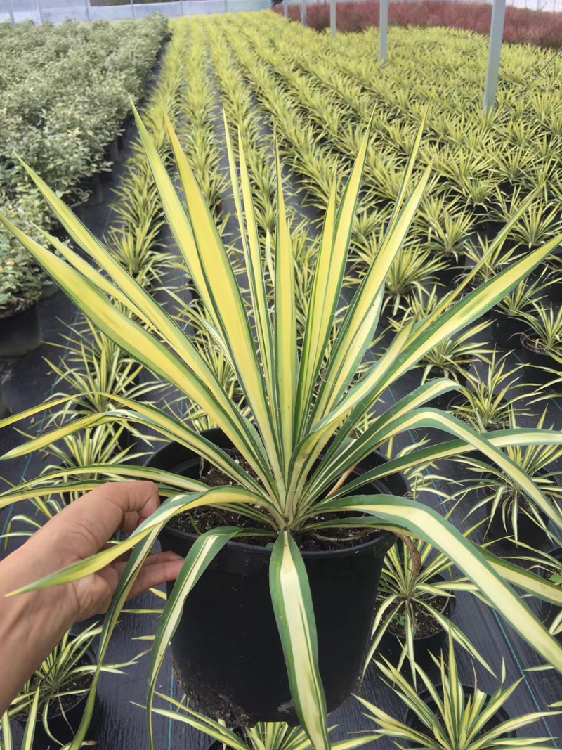 金心丝兰盆栽花境植物庭院花箱地栽耐热耐寒四季养护简单