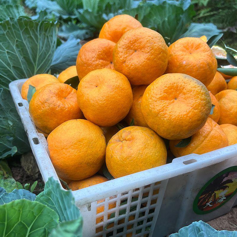 四川椪柑新鲜薄皮橘子应季桔子大量上市一手货源
