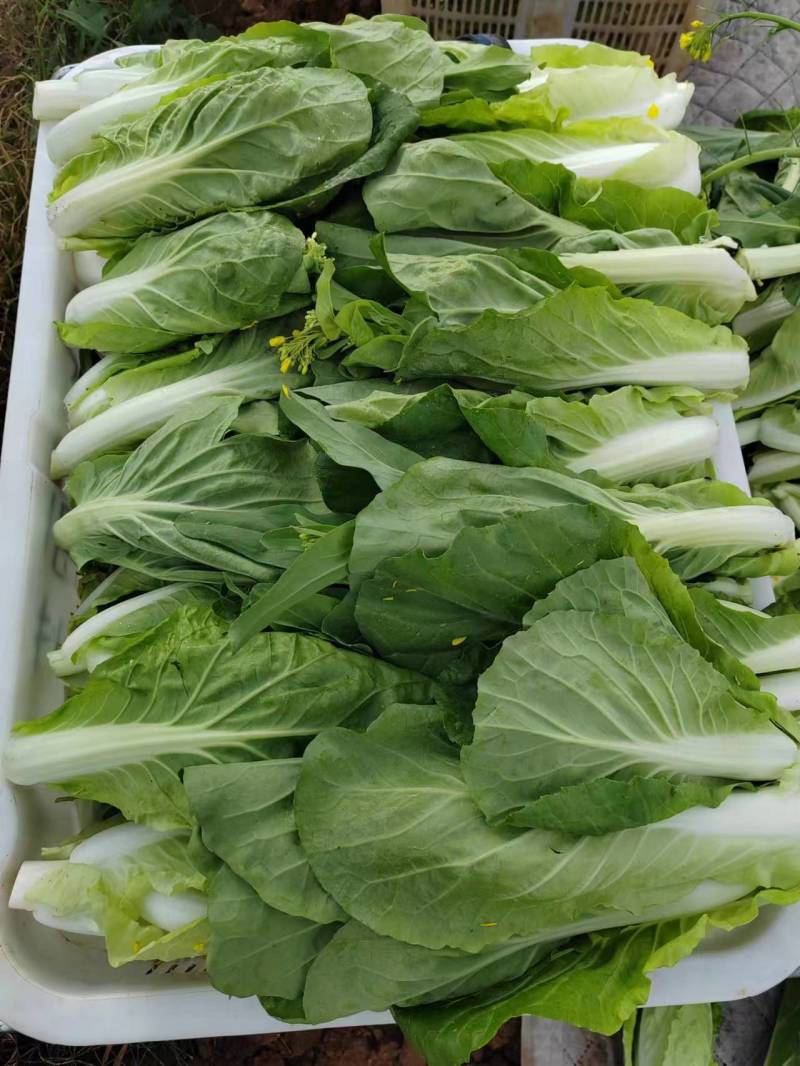 云南白菜苔