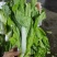 云南白菜苔