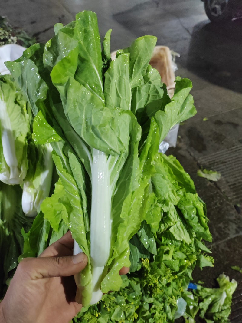 云南白菜苔