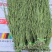 贡菜一级条