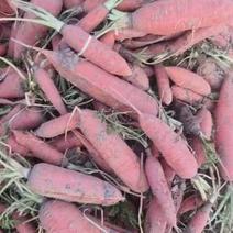 次品胡萝卜，养殖用三红胡萝卜，沙土地，颜色亮可视频