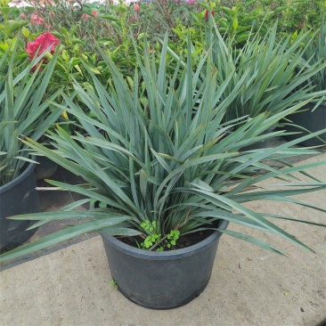 花境植物蓝色山菅兰蓝灰常绿多年生四季常青耐热耐寒庭院户外