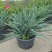 花境植物蓝色山菅兰蓝灰常绿多年生四季常青耐热耐寒庭院户外