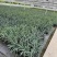 花境植物蓝色山菅兰蓝灰常绿多年生四季常青耐热耐寒庭院户外