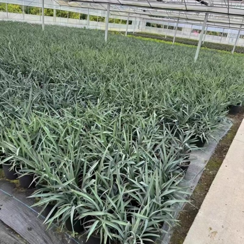 花境植物蓝色山菅兰蓝灰常绿多年生四季常青耐热耐寒庭院户外